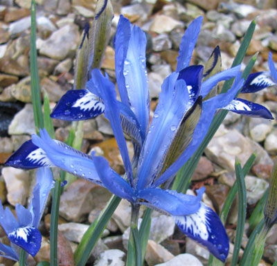 Iris reticulata 'Clairette' 