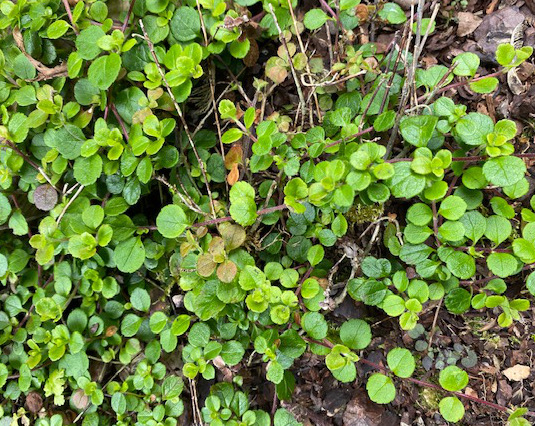 Pottertons Nursery - Linnaea borealis