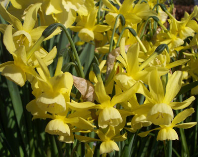 Narcissus triandrus 'Hawera' 