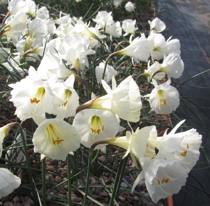 Pottertons Nursery - Narcissus cantabricus ssp cantabricus