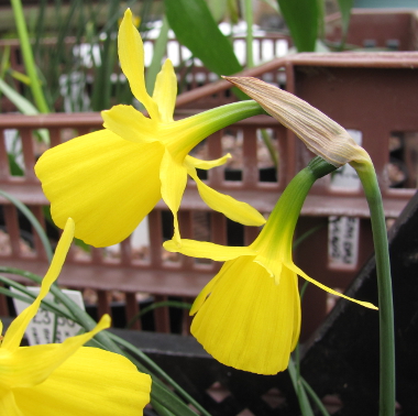 Striking flowers that have pale orange petals and a dark orange cup 