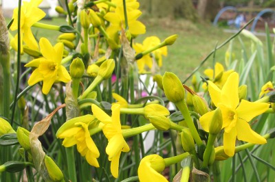 Home gt;gt; Bulbs gt;gt; Narcissus gt;gt; Narcissus jonquilla var henri