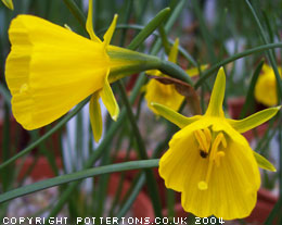 Narcissus bulbocodium 'Golden Bells' 