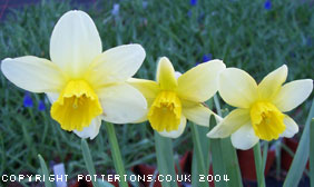 Narcissus cyclamineus 'Jack Snipe' 
