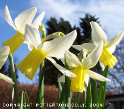 Narcissus cyclamineus 'Jenny'