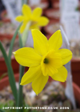 Narcissus assoanus 