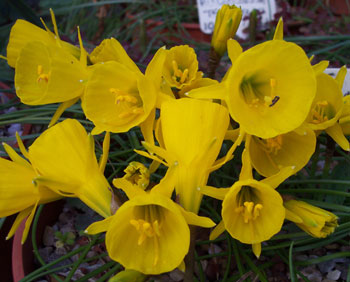 Narcissus bulbocodium var tenuifolius 