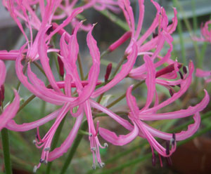 Nerine filifolia