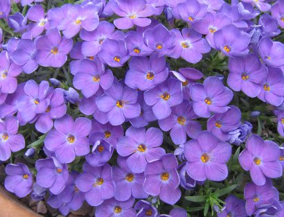 Pottertons Nursery - Phlox kelseyi 'Lemhi Purple'
