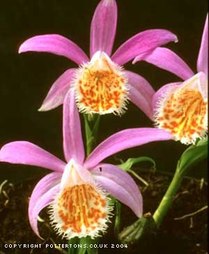 Pleione versailles Muriel Turner