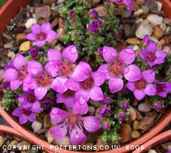 Saxifraga oppositifolia 'Splendens'