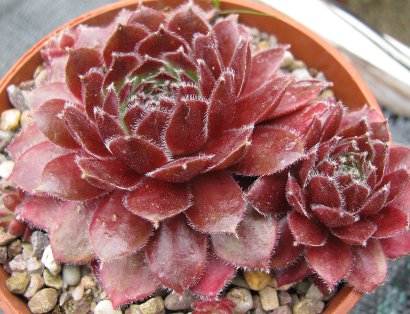 Pottertons Nursery - Sempervivum