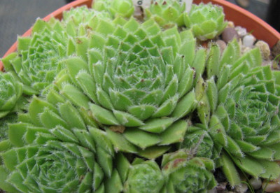 Pottertons Nursery - Sempervivum