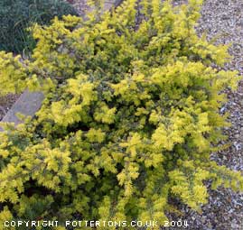 Pottertons Nursery - TAXUS baccata 'Corley's Coppertip'