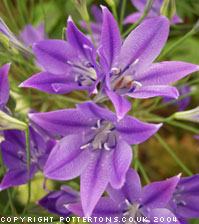 Triteleia laxa 'Koningin Fabiola'