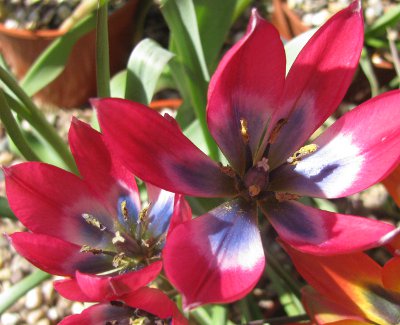 Pottertons Nursery - Tulipa