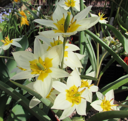 Pottertons Nursery - Tulipa