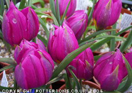 Tulipa humilis var. pulchella 'Violacea Yellow Base'