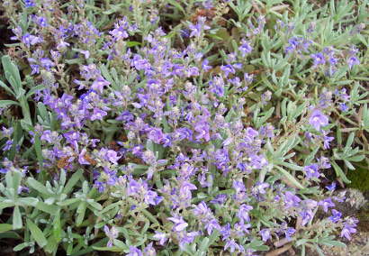 Pottertons Nursery - Veronica orientalis ssp orientalis